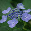 盛夏の野草園‐見頃のアジサイ