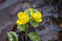 野草園開園‐リュウキンカ