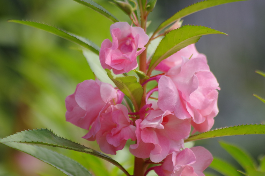 花散歩-鳳仙花