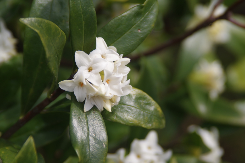 沈丁花