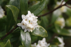 沈丁花