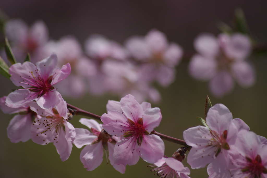 美味しくなあれ-桃の花1