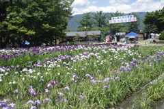 長井あやめ公園