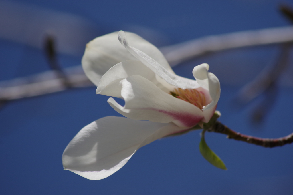 野草園で花散歩‐キタコブシ