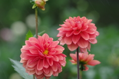 秋田のダリア-18・154