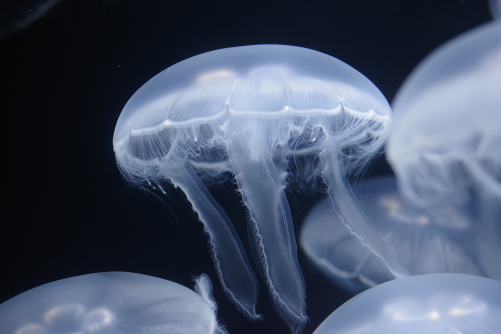 冬のクラゲ水族館-ラビアータ