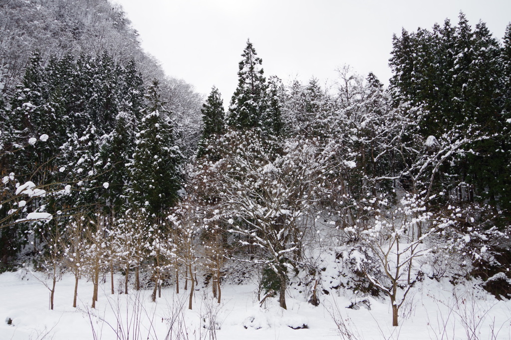 雪の森や山や原や