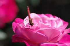 山形の薔薇‐マチルダと赤とんぼ