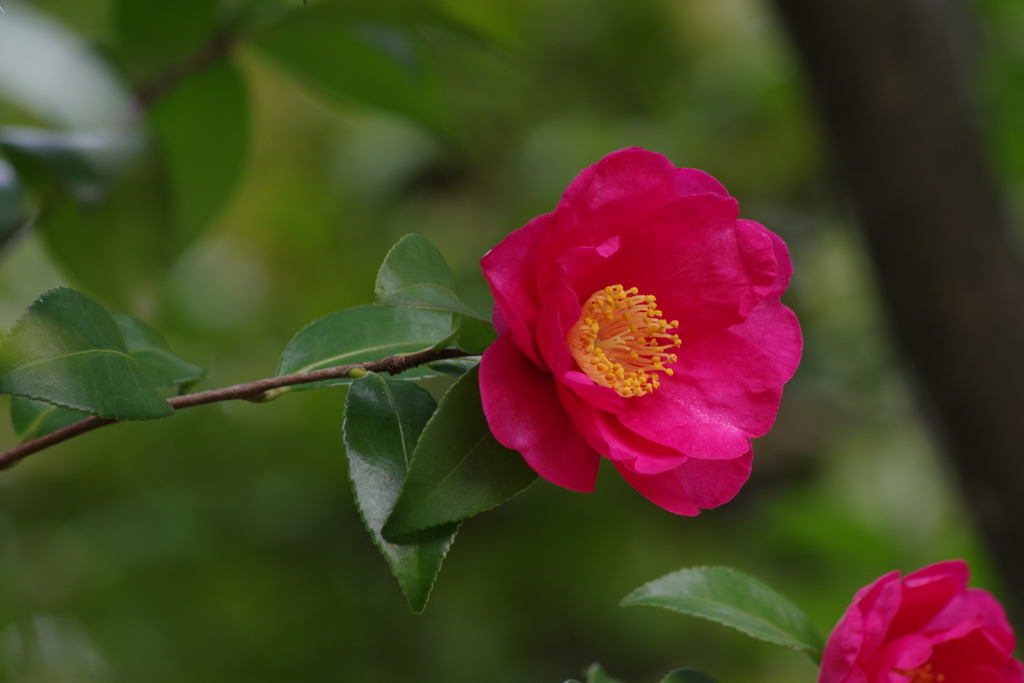 山茶花-2