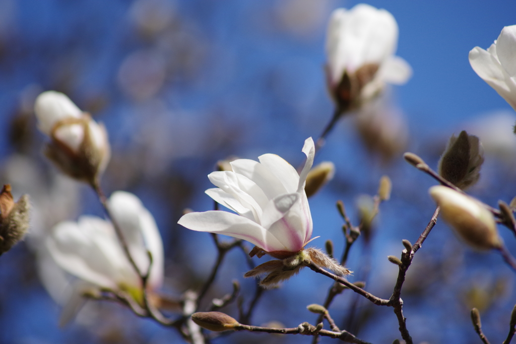 公園散歩‐辛夷2