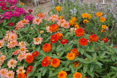 ダリヤ園の花壇2