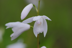 六月の花散歩‐白い紫蘭