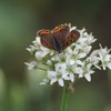 花散歩‐ニラとベニシジミ