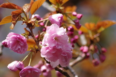 桜花-9