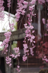 光禅寺の枝垂れ桜-3