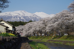 鳥海山と桜並木