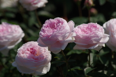 神代植物公園の花達‐粉粧楼