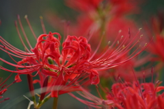 満開の蕊