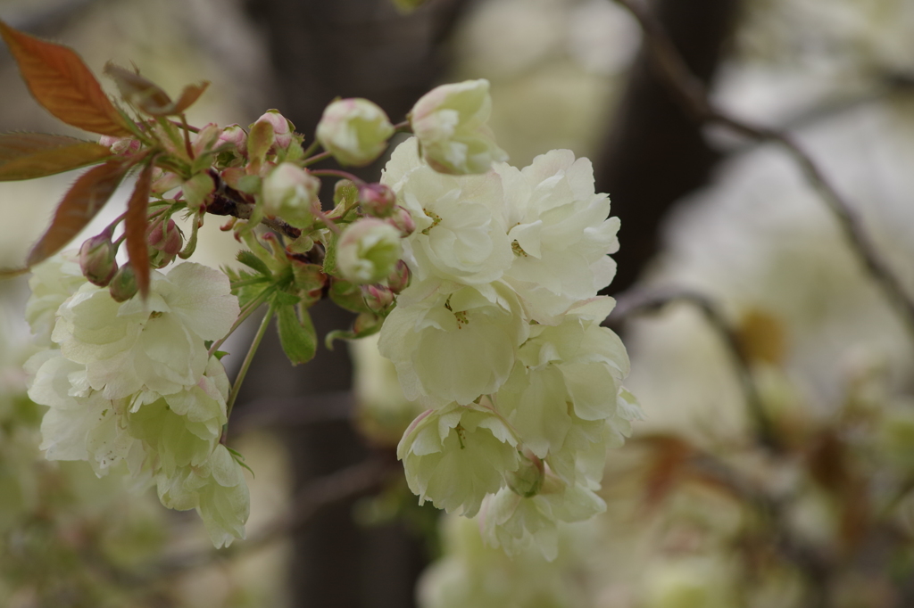 桜花-5
