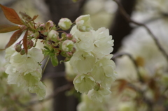 桜花-5