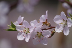 桃の花-3