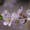 桃の花-3