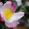 花散歩‐ダブルカラーの山茶花