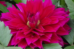 秋田のダリア-NAMAHAGEクイーン