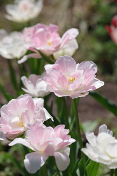 花散歩-淡いピンクのチューリップ