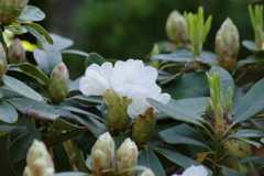 ご近所のお庭で‐白花のシャクナゲ