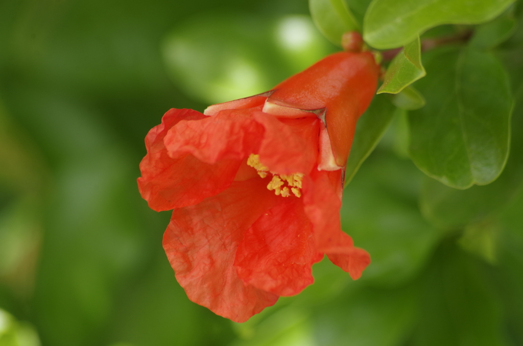 2018.6.14の花散歩‐柘榴