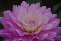 秋田のダリア最終章-そよ風