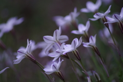 ハナニラは花盛り