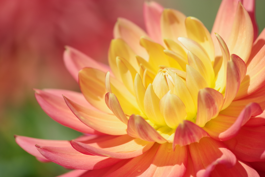 秋田のダリア‐マーキンスターシップ