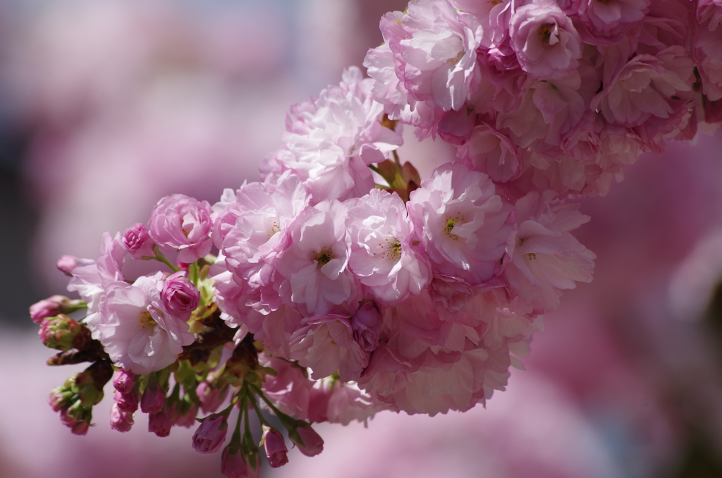 子安観音堂の桜-1