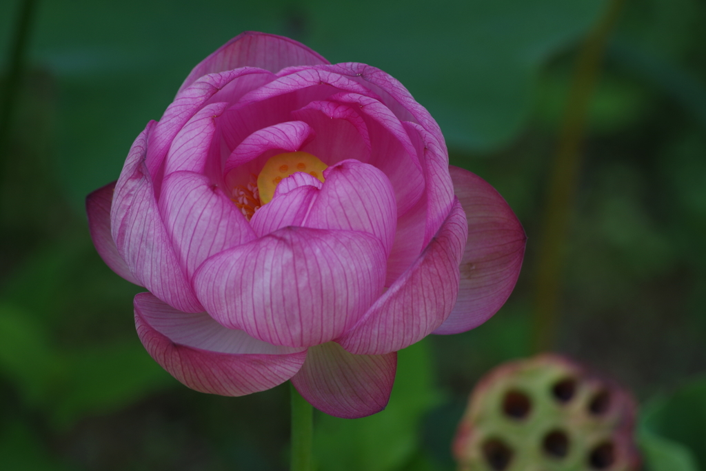 ダリヤ園の花たち‐蓮
