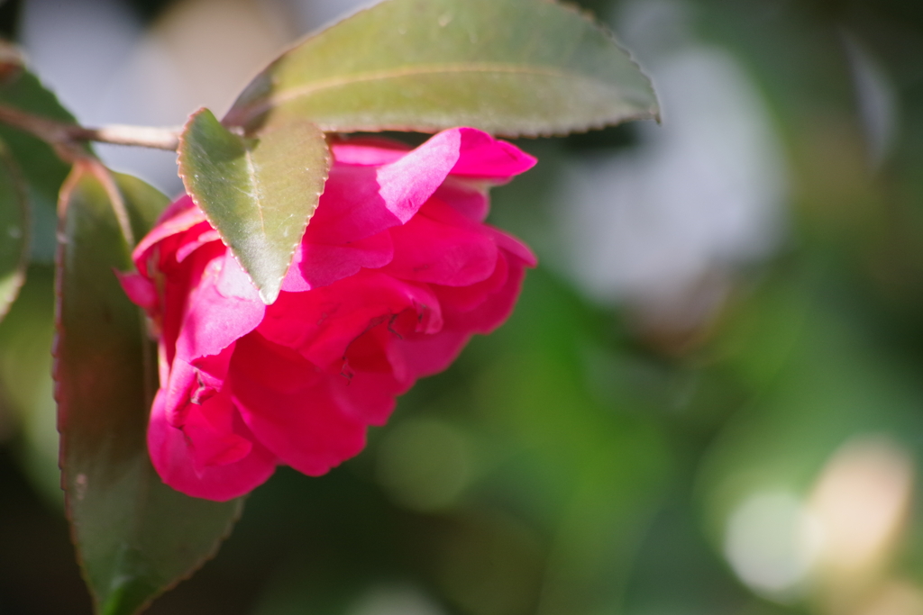花散歩‐赤い山茶花