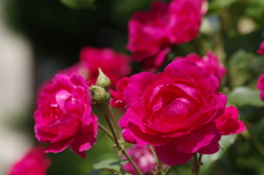 2018.6.4の花散歩‐紅い薔薇
