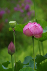 蕾、花、蜂巣