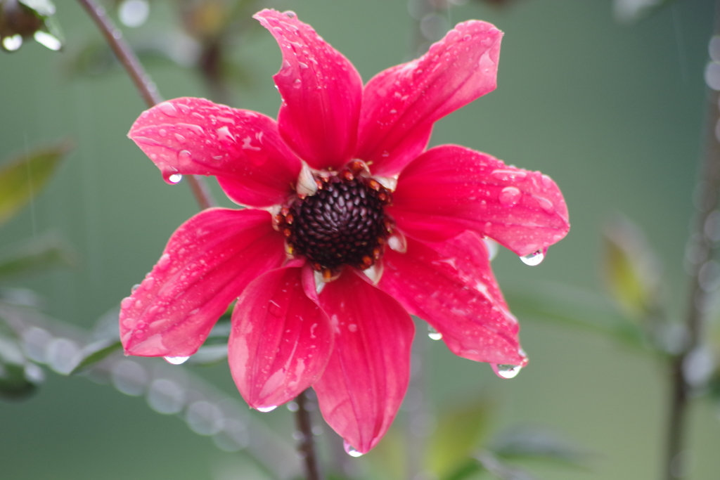 秋田のダリア-一重の4