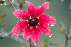 秋田のダリア-一重の4