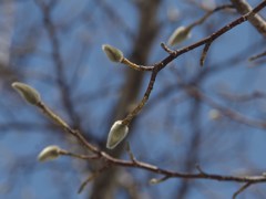 こぶしの花芽がふくらんで