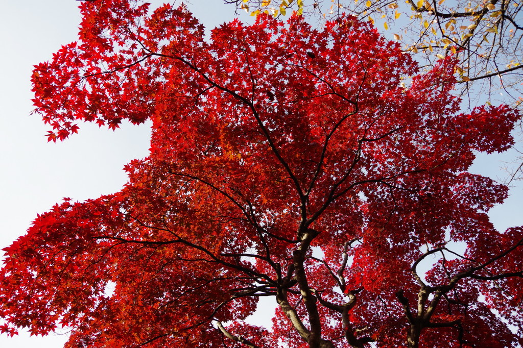 見上げれば紅く