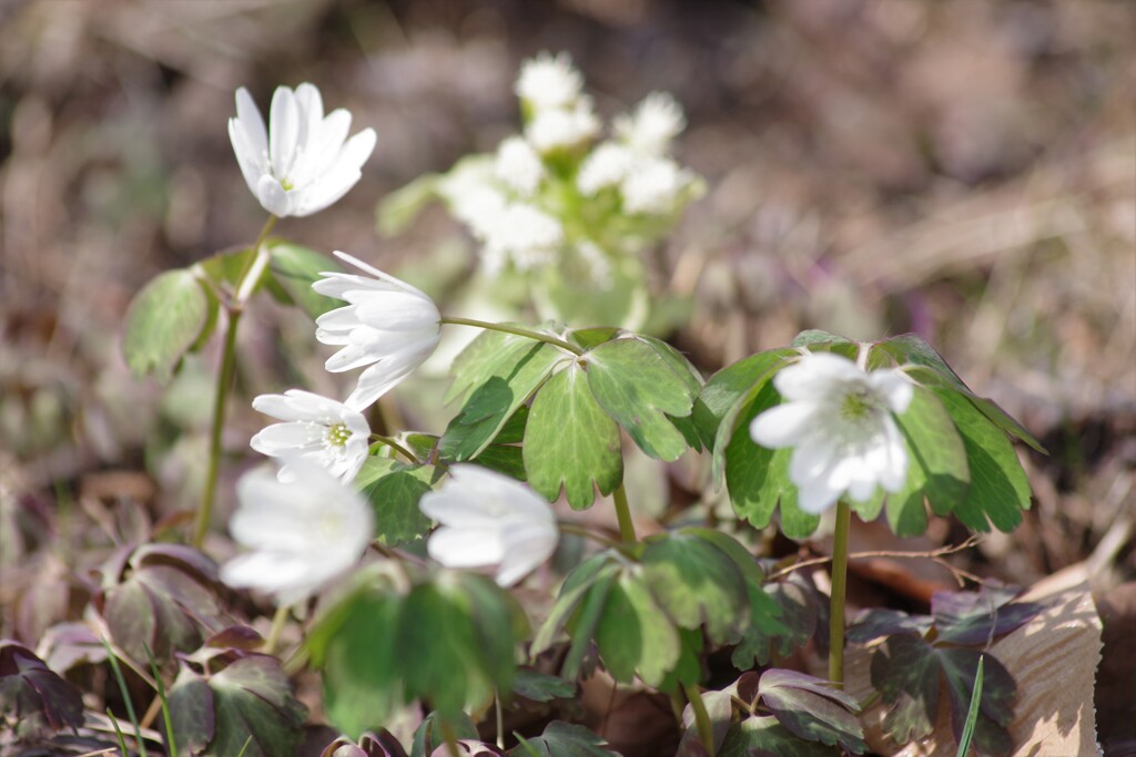 野草園の春‐アズマイチゲ・白花