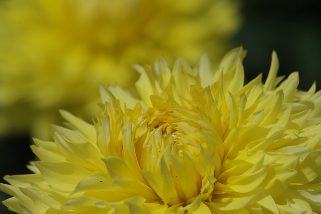 バードオプパラダイス