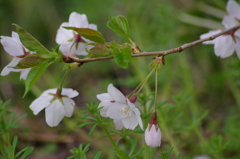 桜色・いろいろ-3