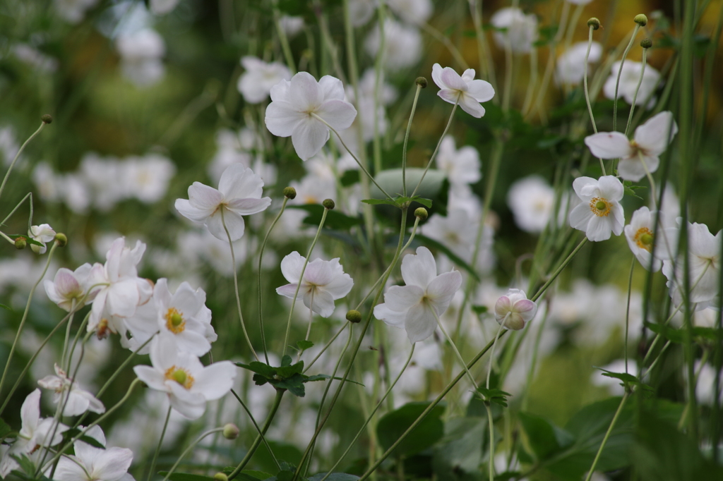 秋明菊の白花