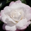 冬の華やぎ-山茶花咲く5