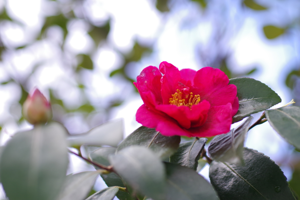 赤い山茶花-15