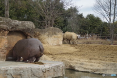 頭隠して。。カバとクロサイ